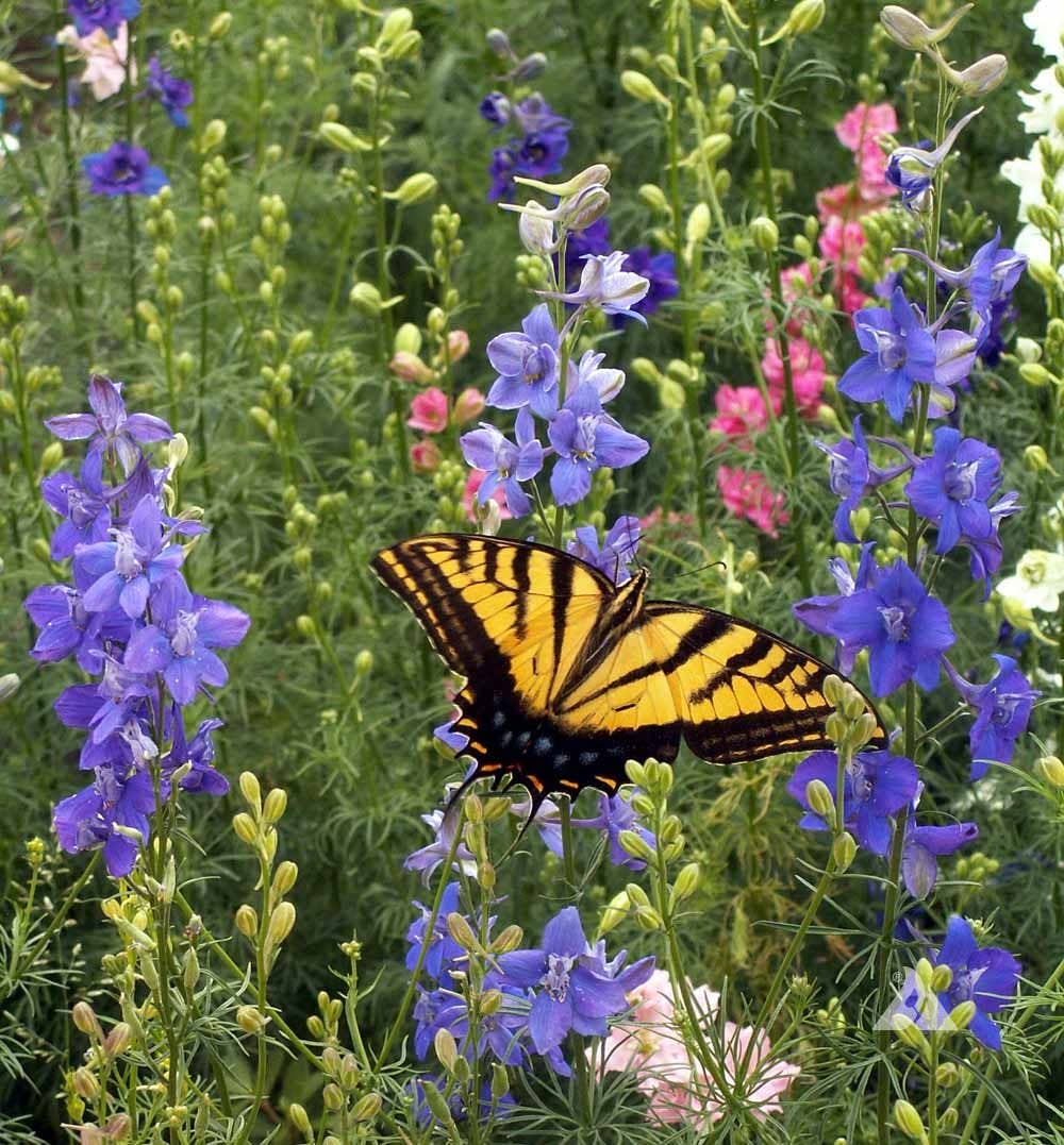 Happy Mother's Day - Bird & Butterfly Seed