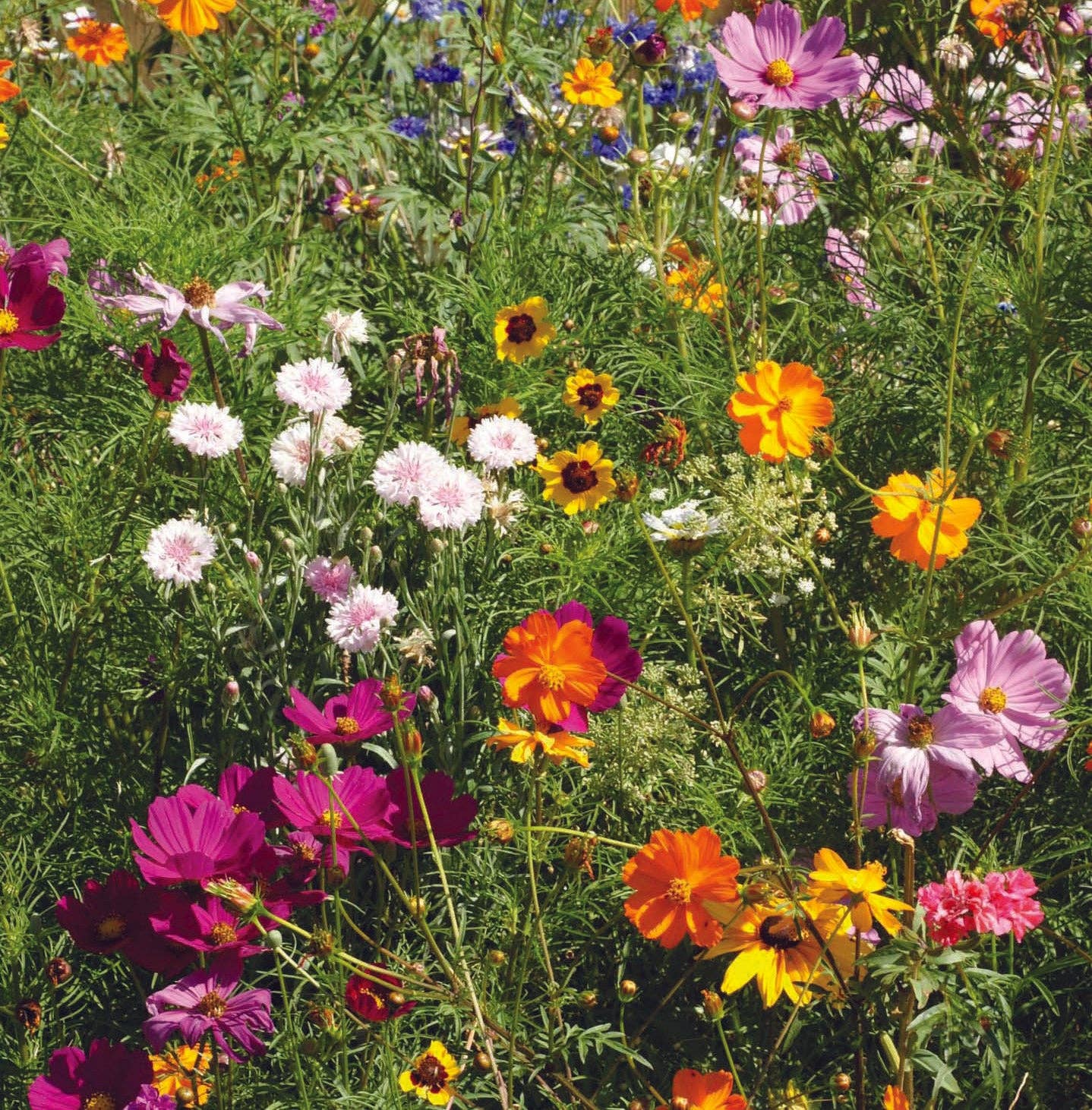 All Things Are Possible - Pollinator Wildflower Mix Seed Packets